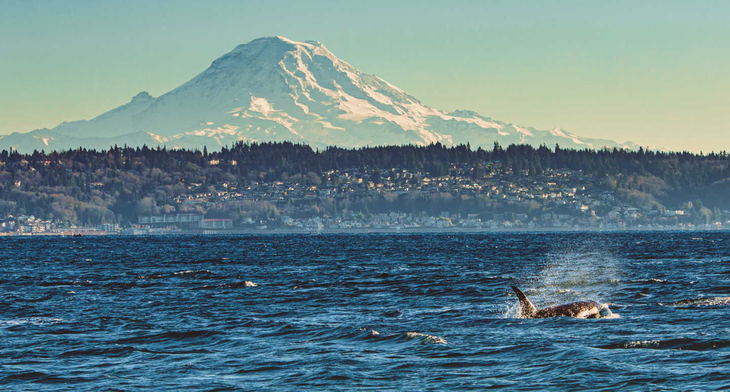 orca background image
